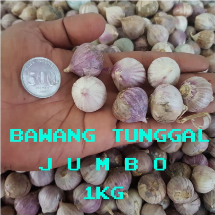 

LAINNYAKESEHATAN- BAWANG PUTIH TUNGGAL/BAWANG LANANG SUPER UKURAN BESAR 1 KG -KESEHATAN-LAINNYA.