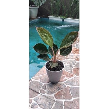 aglonema lipstik cobra lokal