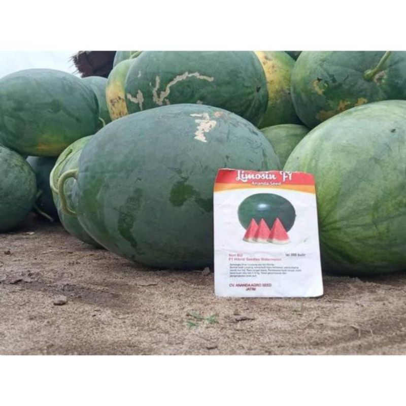 Benih Semangka Limosin F1