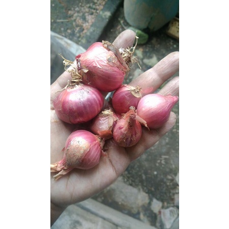 

bawang merah