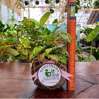 TANAMAN HIAS INDOOR UNIK DAN LANGKA Kokedama Dracena TANAMAN HIAS INDOOR UNIK DAN LANGKA Kokedama Dracena