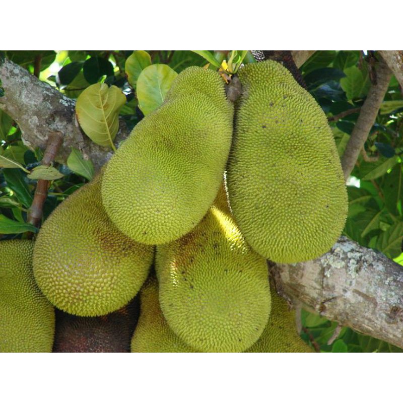 

Sayur Nangka Buah Nangka Sayur Mentah Fresh