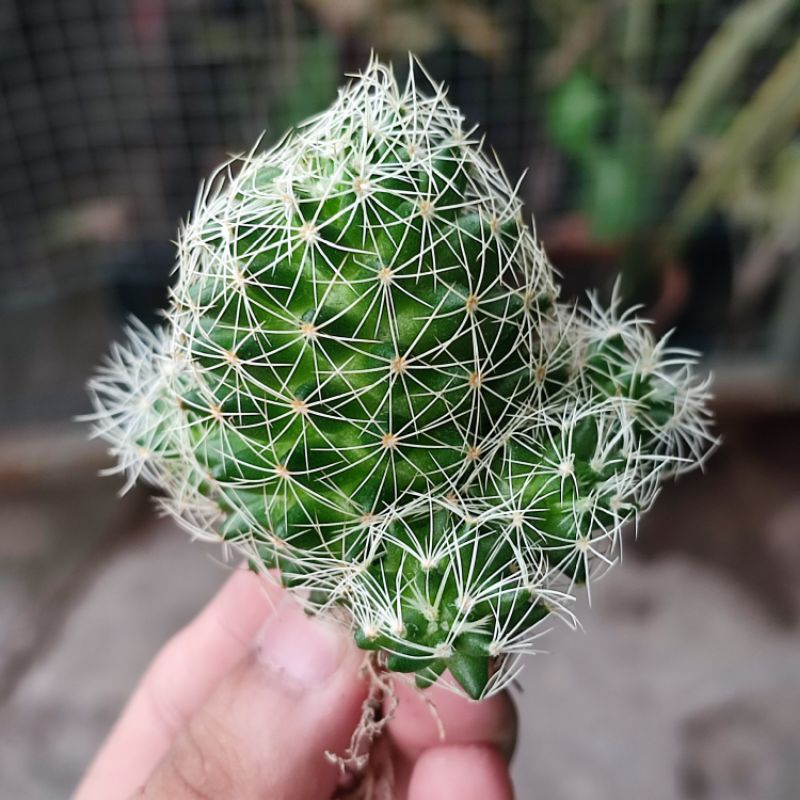 Kaktus Ownroot Mammillaria Decipiens var Camptotricha Rambutan