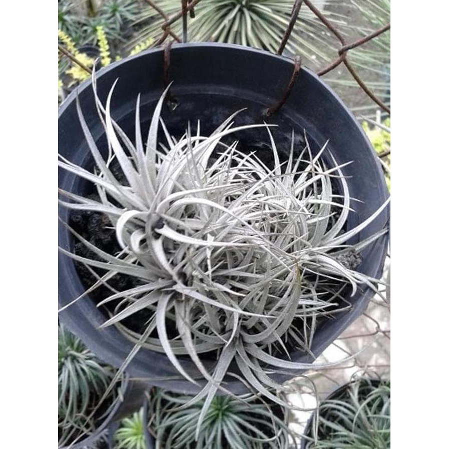 BAGUS BIBIT TANAMAN HIAS TILLANDSIA HOUSTON FREONG