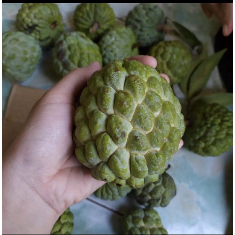 

Buah srikaya buah langka fresh dan manis 1 kg (pengiriman kusus grab/gojek/shopee instan)