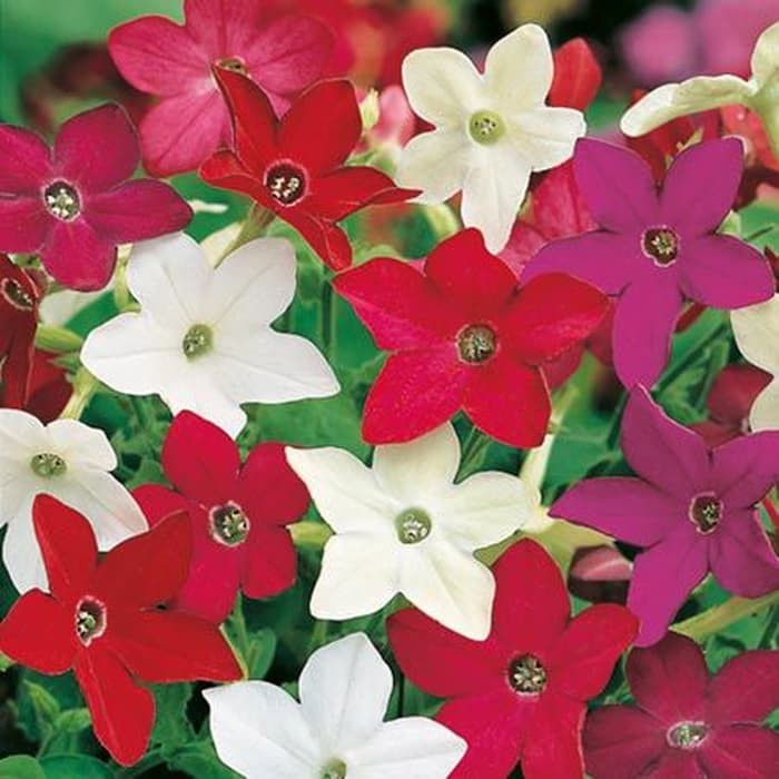 Benih Bibit Biji - Bunga Nicotiana Sensation Mixed Tobacco Flower Seeds - IMPORT