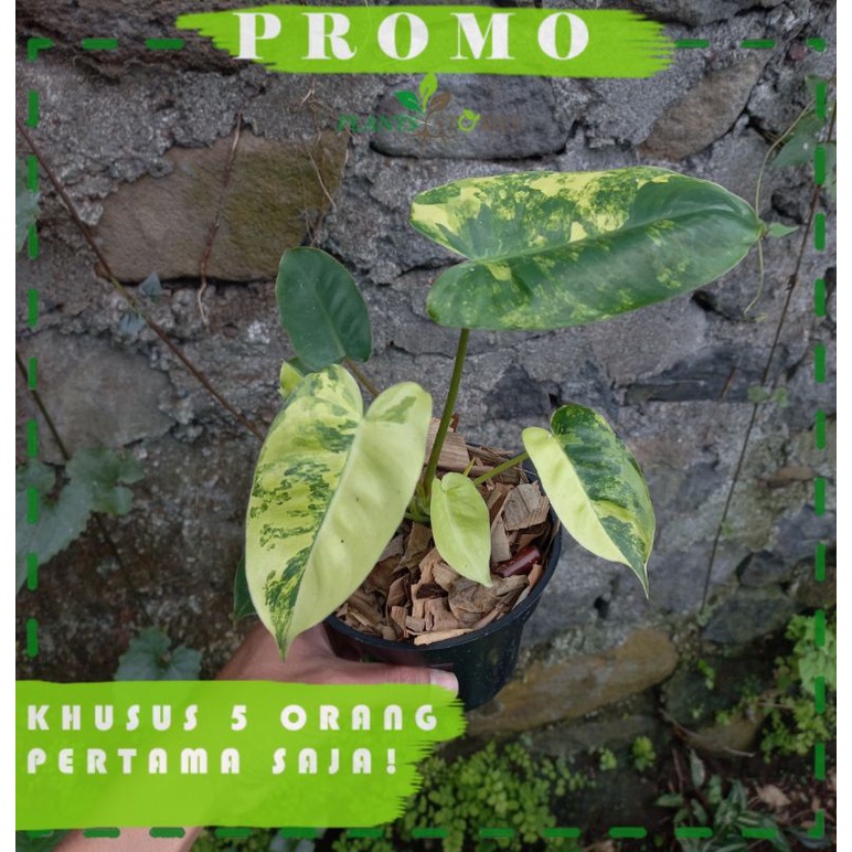 Philodendron Burle Marx Variegated - BurleMarx Variegata