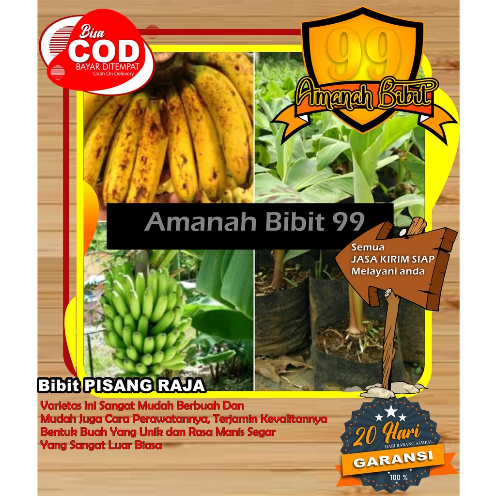 Bibit Pisang Raja SUPER