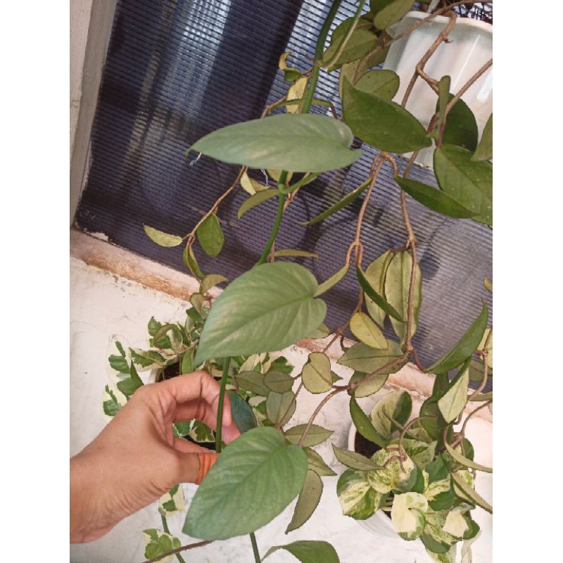 Cebu blue - Epipremnum Cebublue Bolong (per tanaman bukan cutting - akar oke)