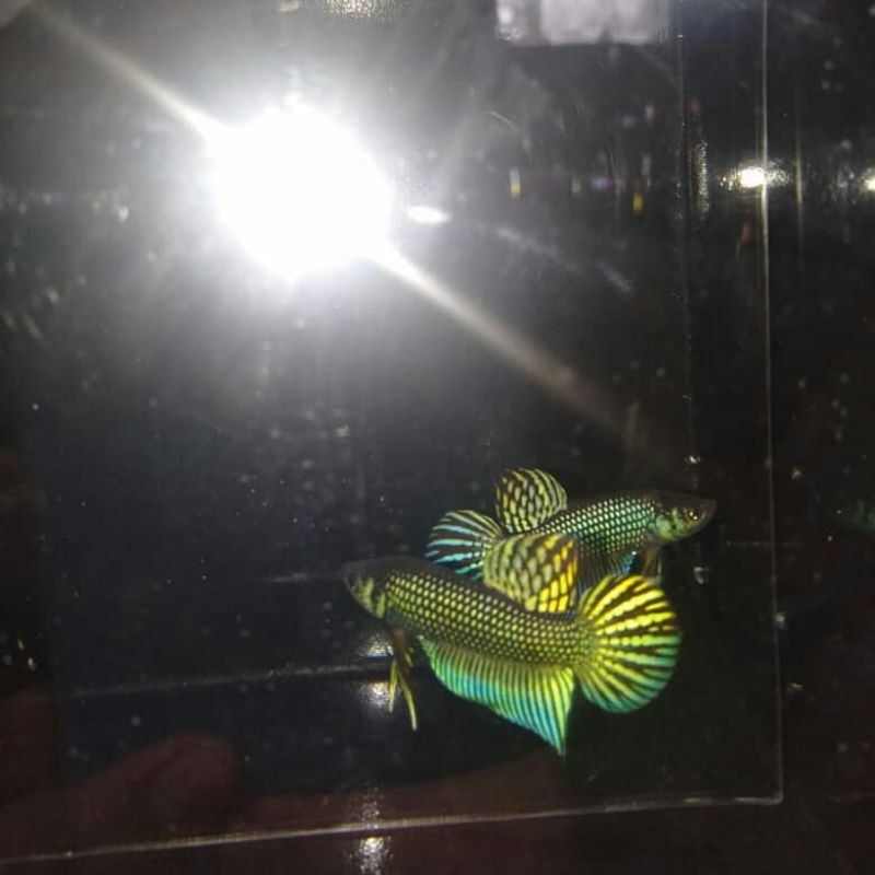 wild betta mahacai green (cupang alam / cupang liar)