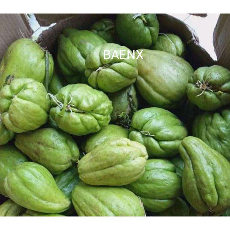 bibit labu siam