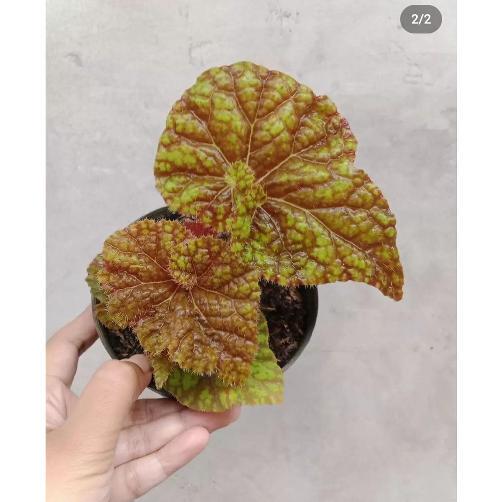 BEGONIA KEONG MADU