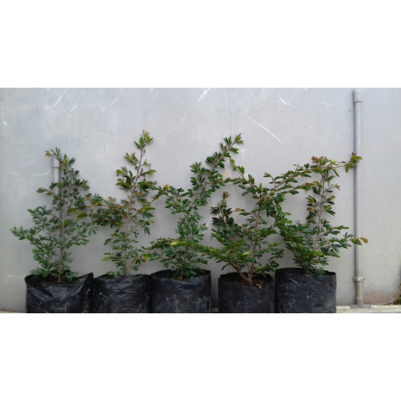 kaliandra belanda/sulimaraja