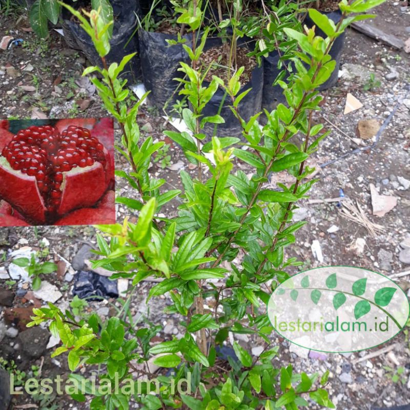 Bibit pohon delima merah bibit tanaman pohon delima merah