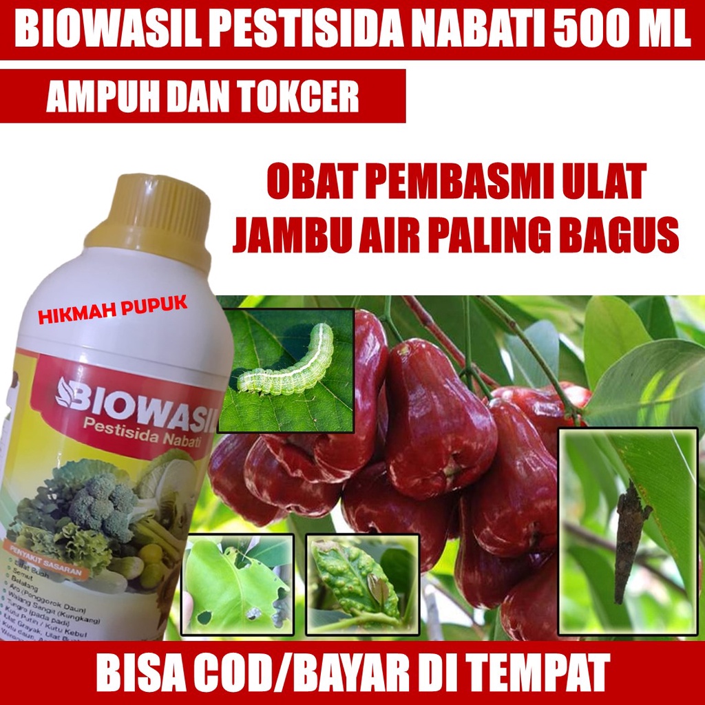 {PALING MUJARAB} OBAT HAMA ULAT BUAH JAMBU AIR, JAMBU KRISTAL, JAMBU Biji Paling Ampuh, Racun Ulat J