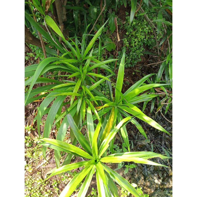 

Daun Suji Segar/ikat (20 lembar)