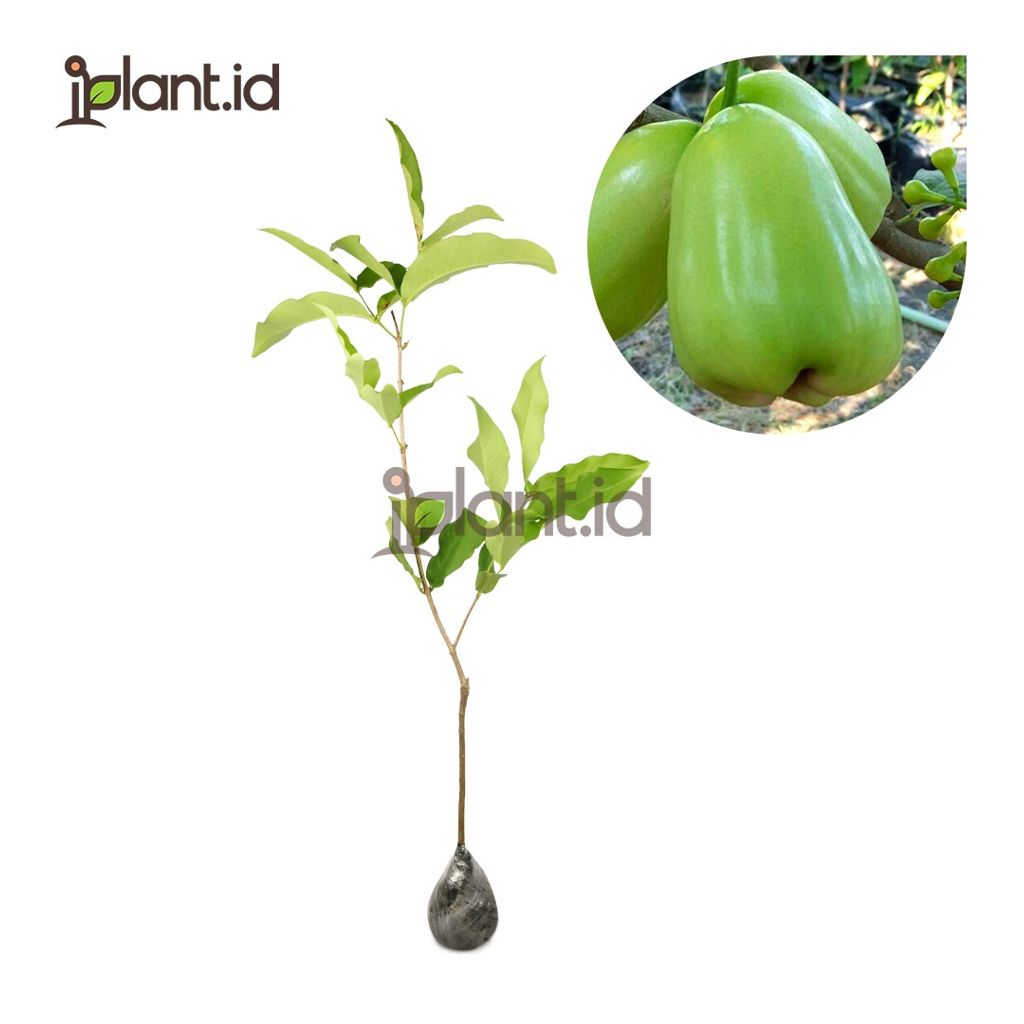 Jambu Air Super Green
