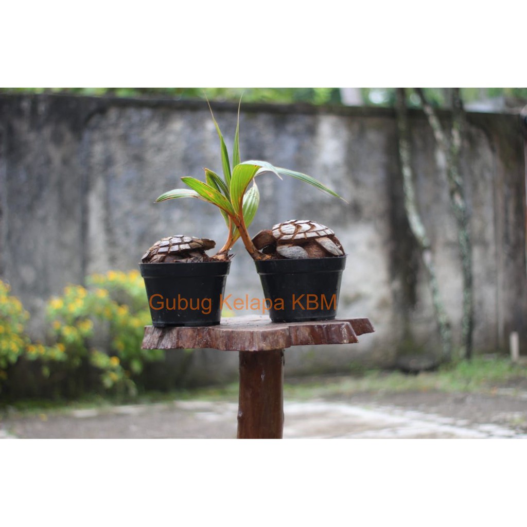 Bonsai Kelapa Gading Orange Ukir Murah