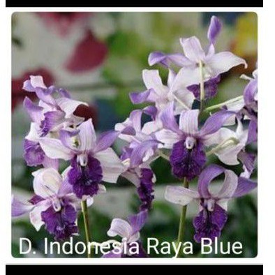 ANGGREK DENDRO INDONESIA RAYA BLUE