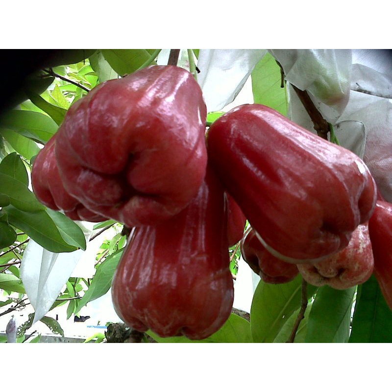 

jambu delima fresh asli demak 1kg