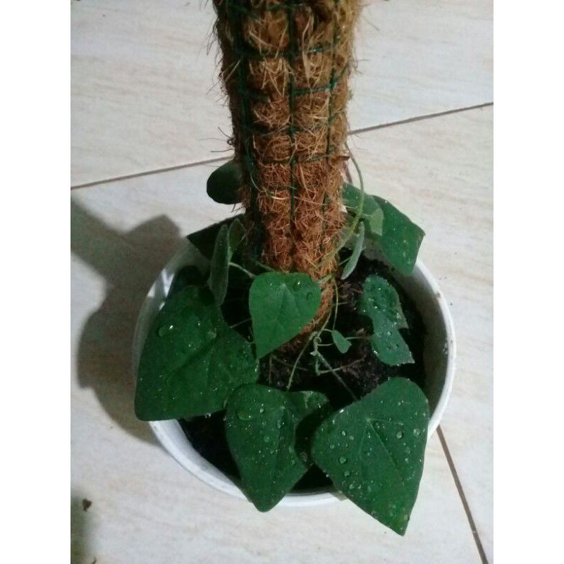 Bibit Tanaman Cincau Bulu Hijau - Pohon Daun Cincau Bulu Rambat