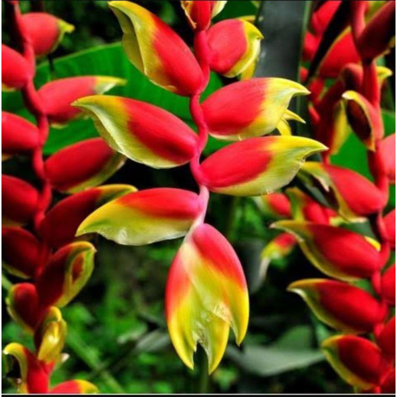 

Bibit pisang Bali calatea