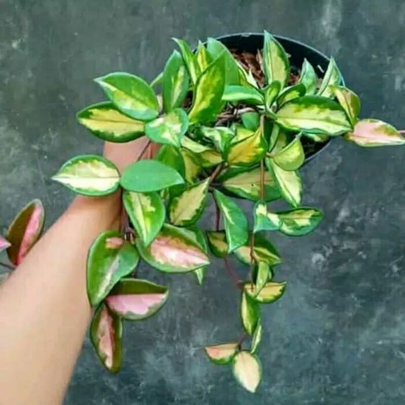 Tanaman hias hoya kornosa varigata-Cornosa Hoya Varigata-PROMO Tanaman hias hoya cornosa varigata
