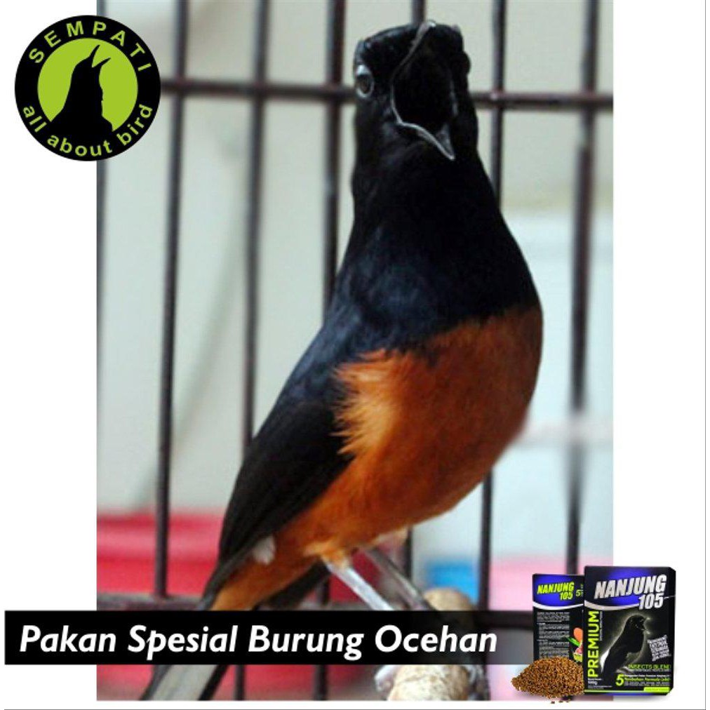 Paling Terlaris Nanjung 105 Voer Pelet Ebod Jaya Pakan Burung