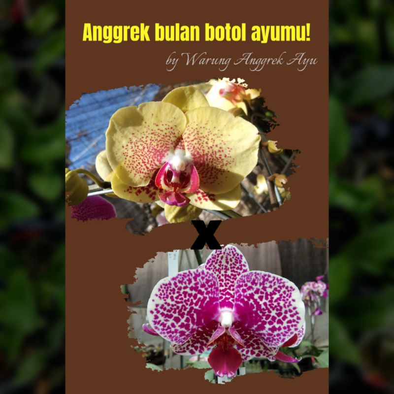 hadir kembali anggrek botol bulan silangan sultan
