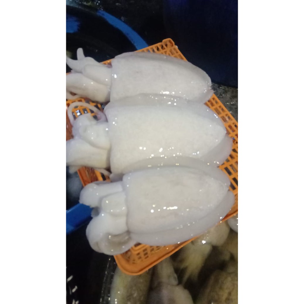 

Cumi Sotong/Sontong Segar 1KG