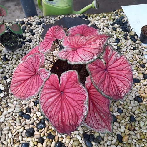 Caladium Red  Jaguar Murah Cantik Sehat / Tanaman Hias Red Jaguar Keladi Best Seller / Tanaman Hias 