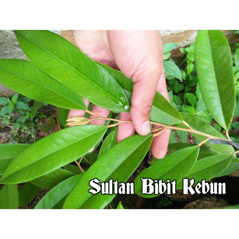 Entres Durian Musangking Super