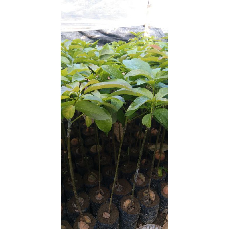 Bibit Alpukat Pluwang Tinggi 1 Meter Tanaman Buah Unggul