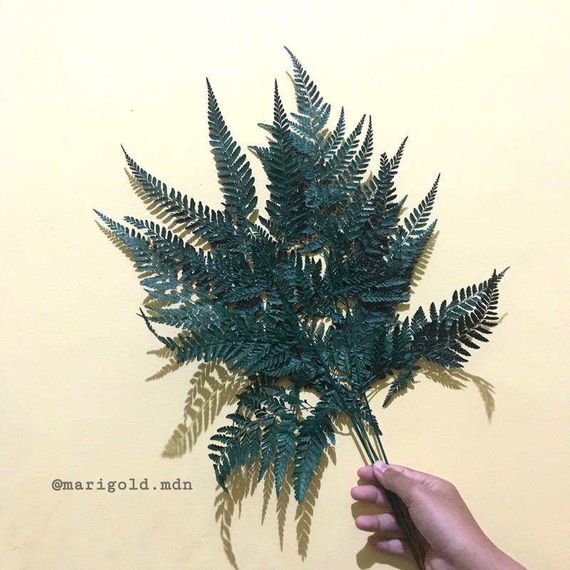 Daun Pakis Asli