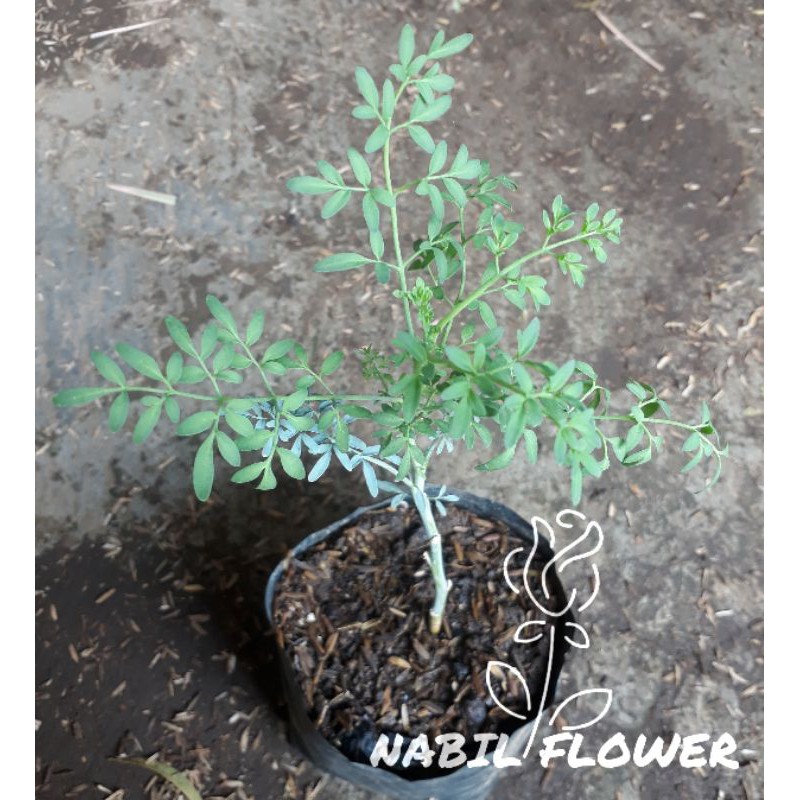 Tanaman Obat/Herbal Inggu