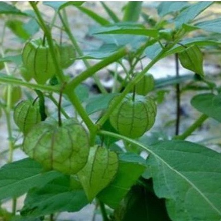 

ciplukan fresh daun batang buah 100 grm