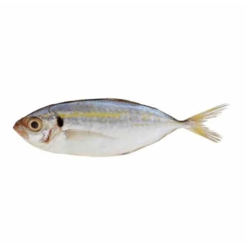 Jual Ikan Selar Segar Gram Pasar Lampung Shopee Indonesia