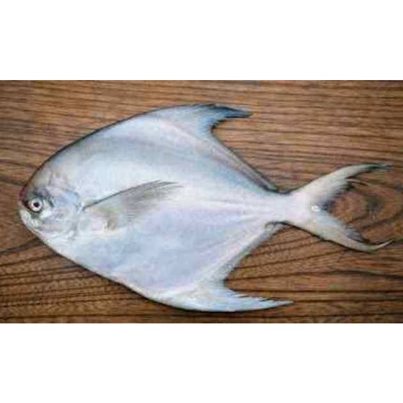 

Bawal Laut size kecil 1kg