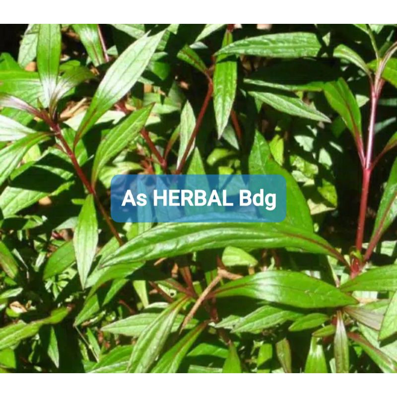 

Daun Prasman Segar 500 gram petik langsung-az