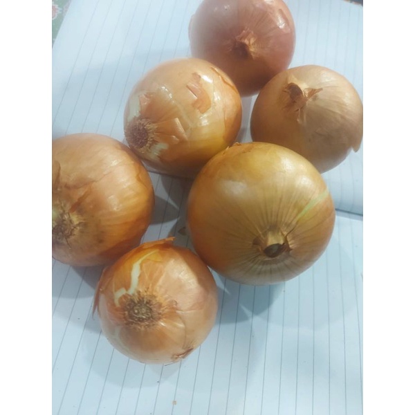 

RB Bawang Bombay Ukuran Sedang 1kg Fresh Dan Segar