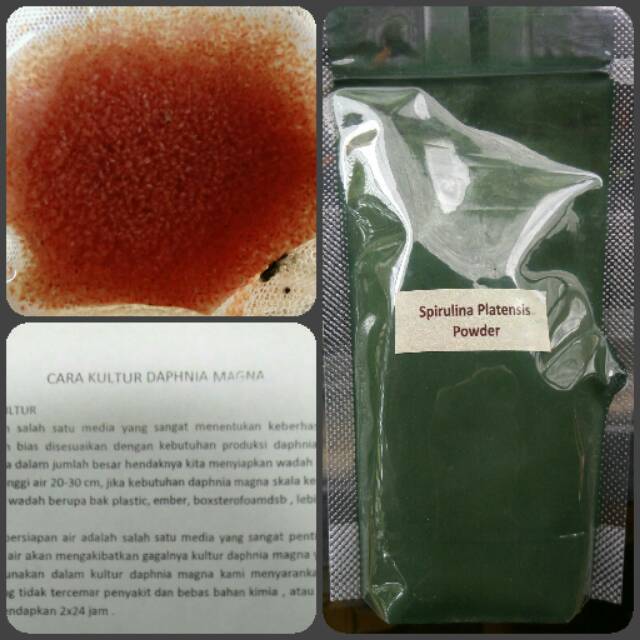 Paket Daphnia Magna Spirulina Serbuk Cara Kultur Shopee Indonesia