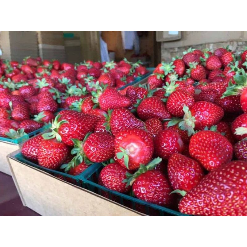 bibit buah strawberry ( 1 pot )