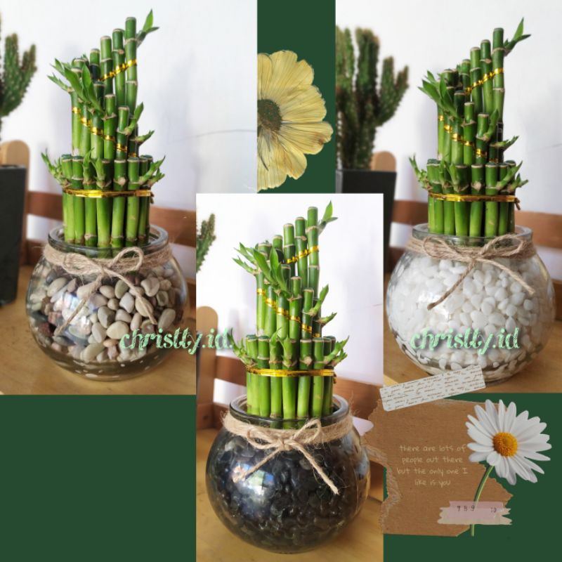 (TERRARIUM) paket bambu hoki + Batu hias + Botol Kaca Bulat / VAS UNIK / POT KACA