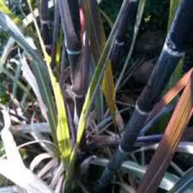 Bibit tebu hitam obat herbal