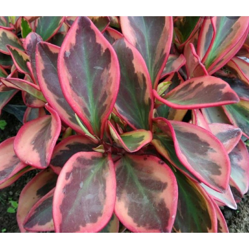 TANAMAN HIDUP PEPERONIA VARIEGATED RED-EDGE | COD | TANAMAN HIDUP TERBAIK MURAH MERIAH