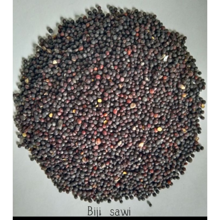 Biji sawi pakan burung