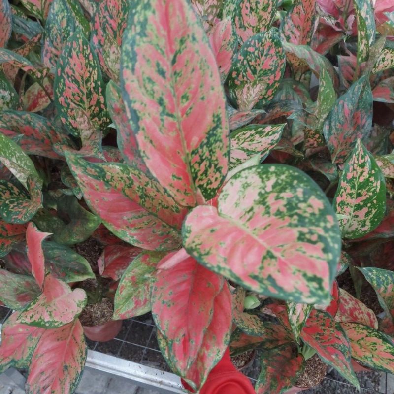 Aglonema Venus Jumbo Rimbun Bawa Anak.