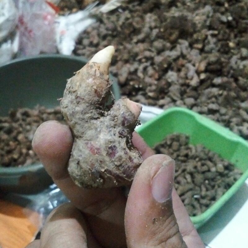 bibit  jahe merah/bibit jahe gajah