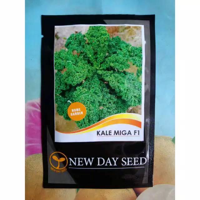 Benih Biji Bibit Kale Kribo KALE MEGA F1 2gram