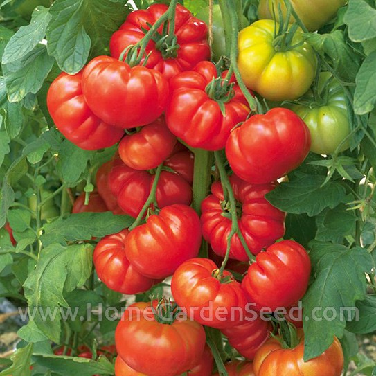 Benih Tomat, Tomato Beefsteak - Home Garden Seed